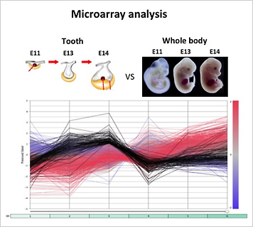 歯の発生における分子機能解析画像