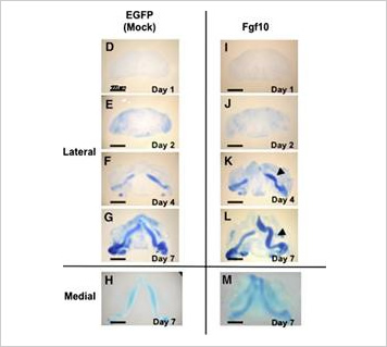 顎顔面口腔器官の分子発生生物学的解析画像